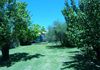 Molong