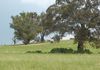 Lot 8, Amaroo Road, Borenore