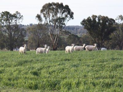 199 Gamble Creek Road, Coolah