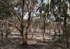 Lot 18493 Tutanning Road, East Pingelly