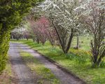 1250 Kilmore-Lancefield Road , Springfield