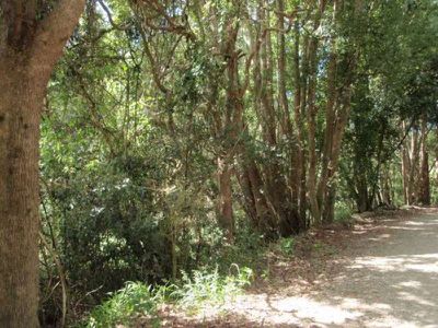 139 Billinudgel Road, Billinudgel