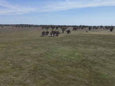 3166 Back Trundle Road, Parkes