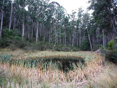 26 Acres Off Abbots Road, Nicholls Rivulet