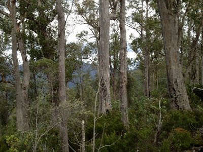 Halls  Track Road, Pelverata