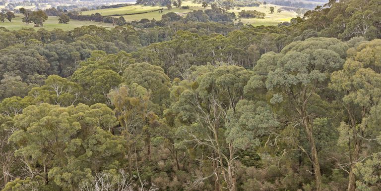 Lot 1 & 2 McCombes Road, Creek Junction