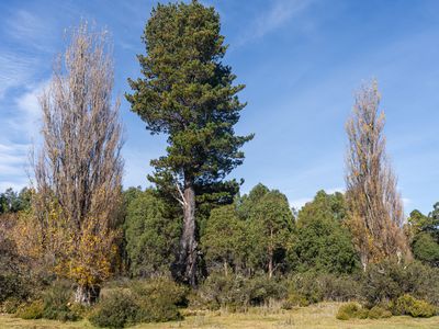 Lot 1, Lyell Highway, Derwent Bridge