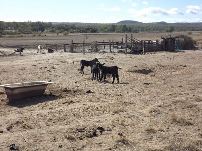 Lot 2,3,4,&6, 2 / 12560 Gwydir Highway, Warialda