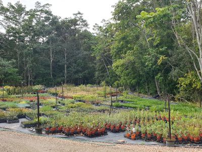 110  Yankee Creek Road, Mullumbimby Creek