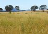 10 / 26 Graham Road, Blayney