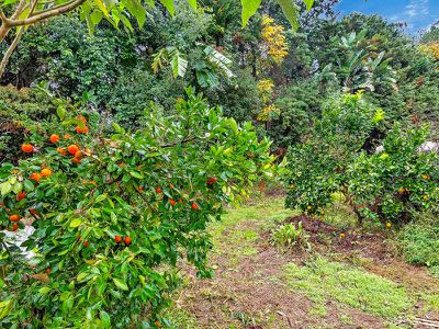 109 Gungas Road, Nimbin