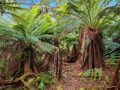 107 Wielangta Road, Kellevie