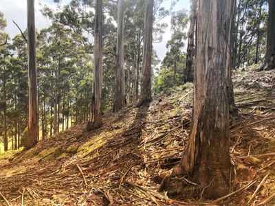 Lot 7, Watsons Road, Glen Huon