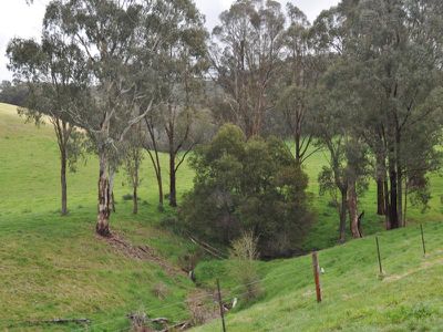 Bullhead Road, Mitta Mitta