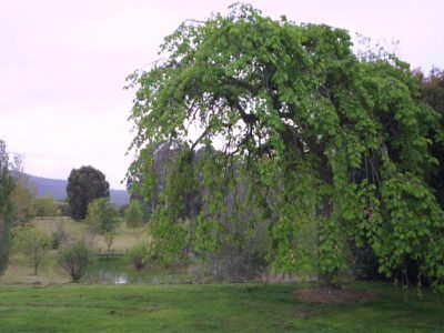 1514-1516 Three Chain Road, Lancefield