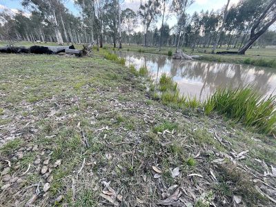 Wattle Camp