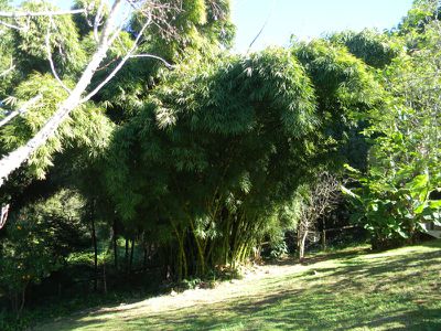 Maleny