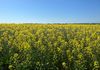 Staehrs Road, Nhill