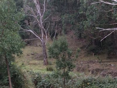 502 Bonaventure, Mount Lambie