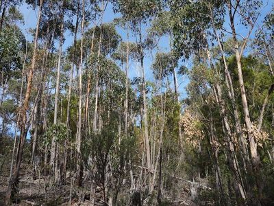 Lot 2 Sandhill Road, Cradoc