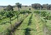 00 Packham Drive, Molong