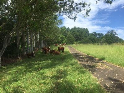 482 Terania Creek Road, The Channon