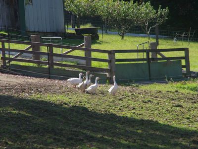 438 Duffy's Lane, Kangaroo Valley