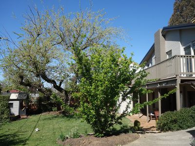 36 Investigator Street, Red Hill