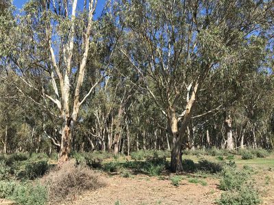 14 / Edward River Road, Moulamein