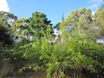 Lot 1 Lanes Road, Glen Huon