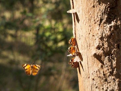 Lot 1 Bush Sanctuary Road, Chewton