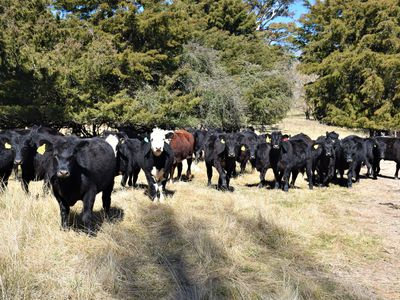 489 Inn Road, Ben Lomond