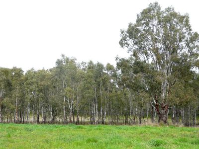 Lot 53 Marion Drive, Tocumwal