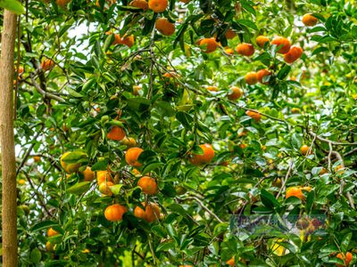 561 Left Bank Road, Mullumbimby Creek