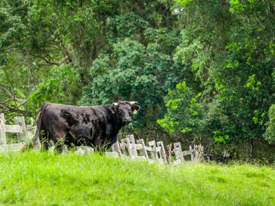 142 Main Arm Road, Mullumbimby