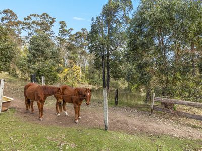 1055 Pappinbarra Road, Lower Pappinbarra