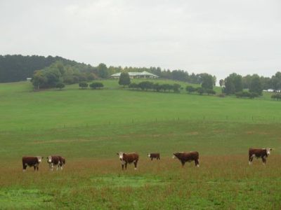 Lot 50 Mount Percy Road, Mount Gambier