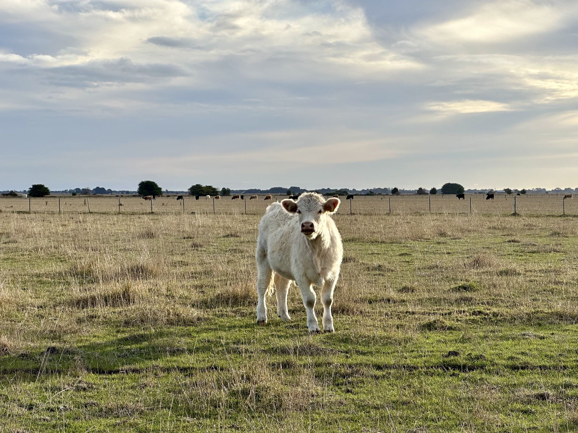 Lot 1, Lot 417 & 429, Sebastopol Springs Rd , Sebastopol