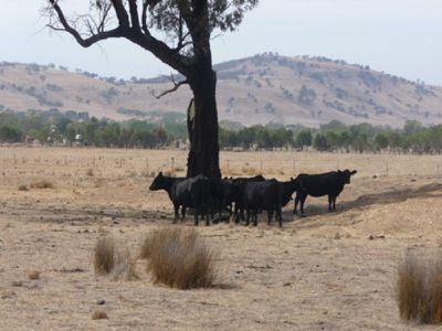 Bald Hill Road, Indigo Valley