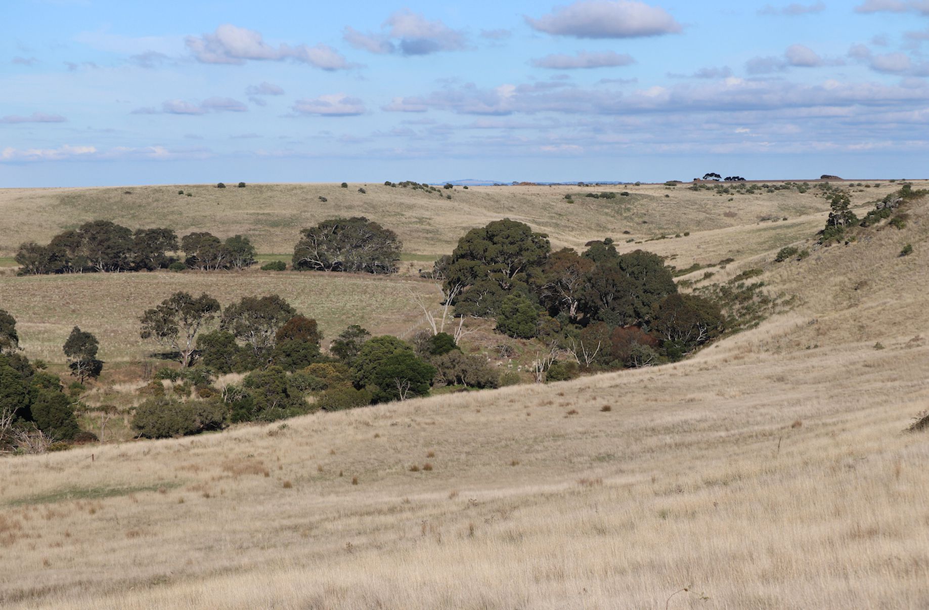 1399 SHELFORD-MT MERCER ROAD, Shelford