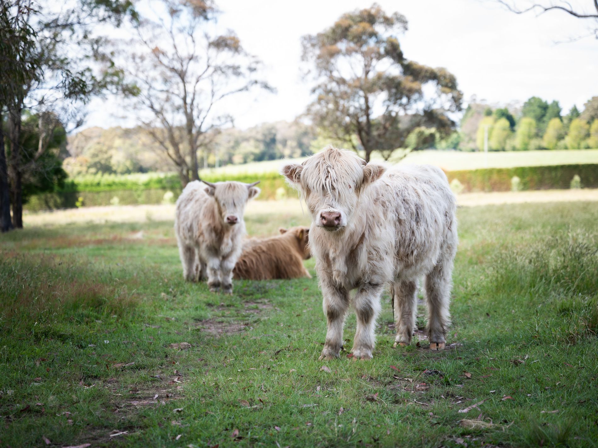 Berrima
