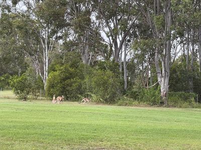 36 Francis Avenue, Booral