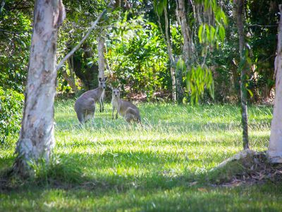 116 Silverwood Drive, Cooroibah