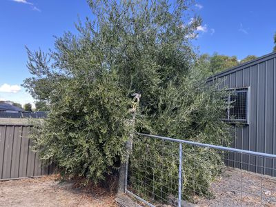 10 Brooke Street, Inglewood