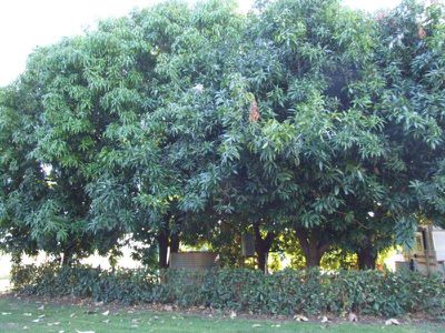 221 River Farm Road, Kununurra
