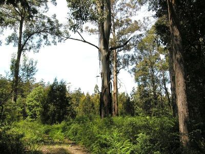 Lot 4 Lloyds Road, Franklin
