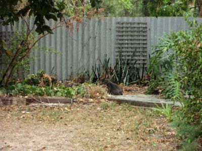13 Canterbury Terrace, East Victoria Park