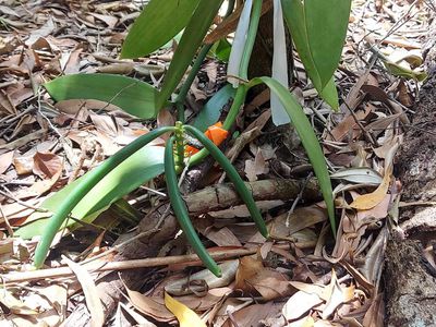 2583  Isabella McIvor Road , Cooktown