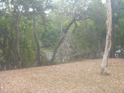 Lot 21 Slaughter Yard Road, Cooktown