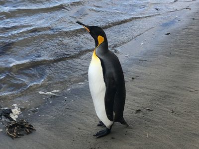100 Cockle Creek Road, Recherche